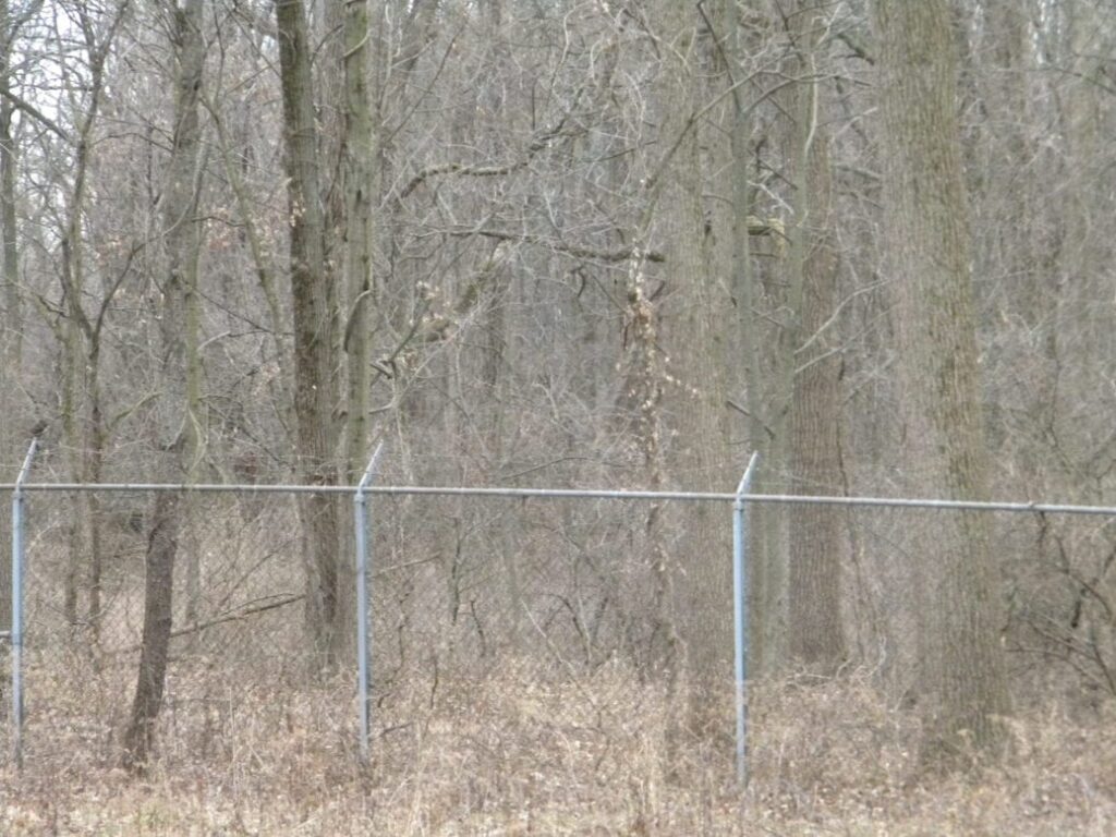 Bachelor's Grove Cemetery - Shadow People in woods