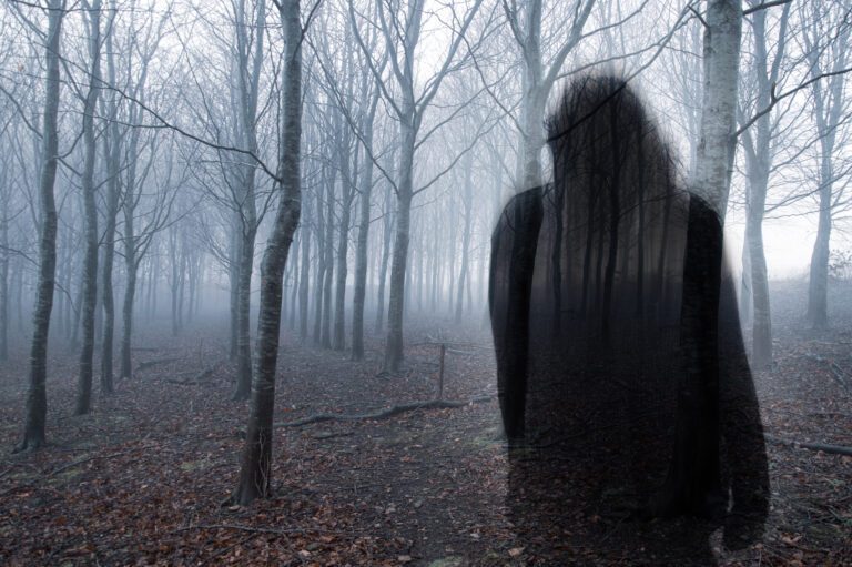 Haunted Forests | Never Stay After Dark