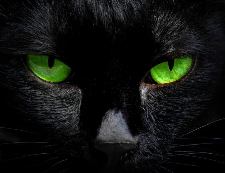 Communicating with Animal Ghosts