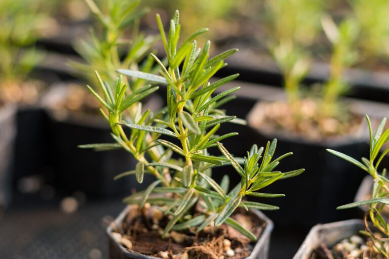 The Protective Power of Rosemary
