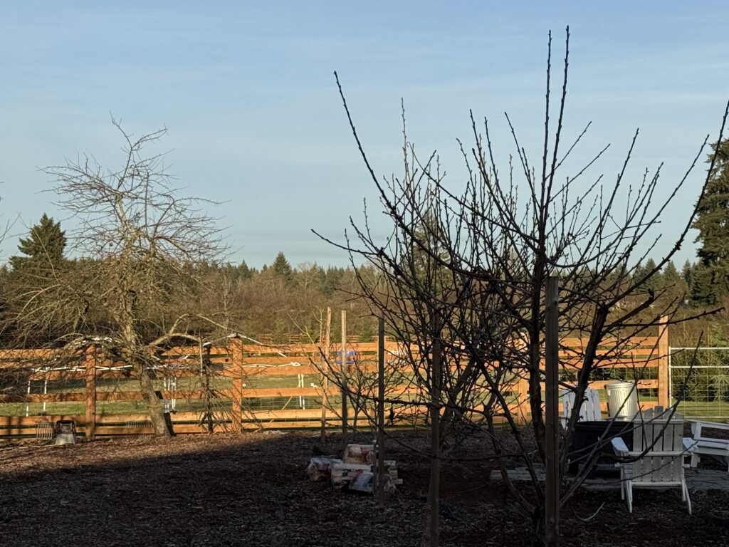 The orchard on our hobby farm where the phantom black dog manifested